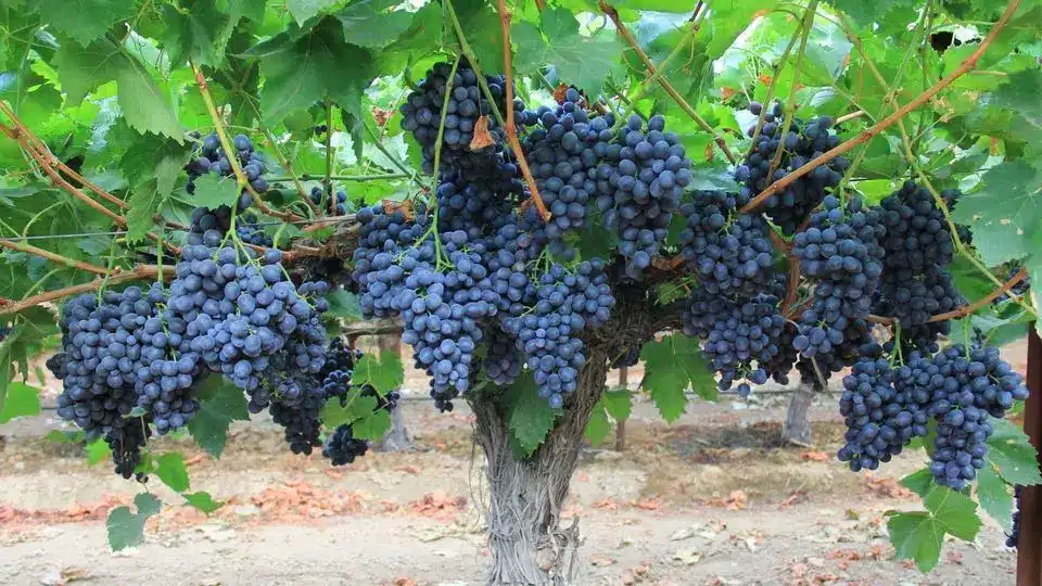 نحوه خشک کردن صحیح انگور 5