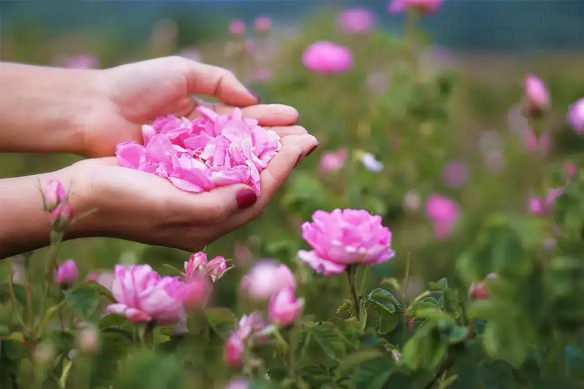 بهترین دستگاه خشک کن گل محمدی 4